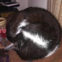 SILVIA PATRICIA ALVAREZ