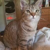 Jeanette Clinton