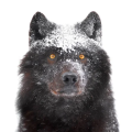 Black Wolf