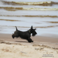 Scottish Terrier