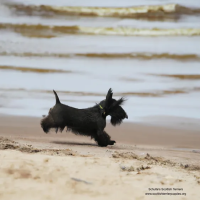 Scottish Terrier