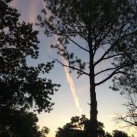 James McAfee