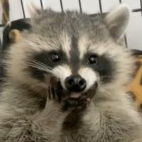 Raccoon Lady