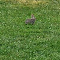 Paige Leedom