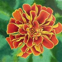 Tammy smi