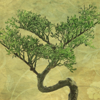Faelcu