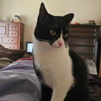 Joe