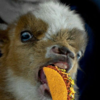 Taco Eater