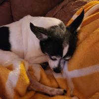 Linda Bischoff