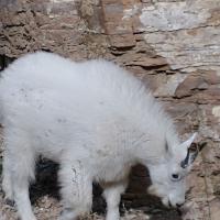 Paul