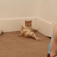 Jk marshal