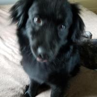 Ronald Qeiss
