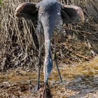 Luluu