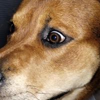 olive hendrix
