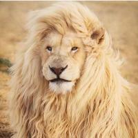 Tony J Peterson