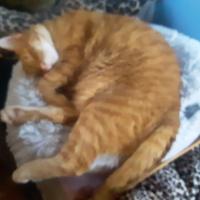 Curtis Glen Brown jr