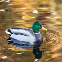 Arkansas Madman