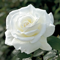 Amee