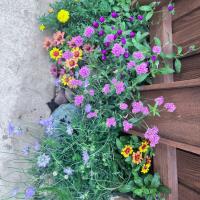 Tami Barrier