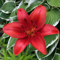 Susan L Fackler