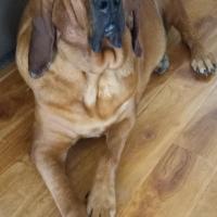 Bloodhound07