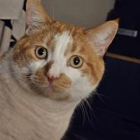 Darrell Hyland