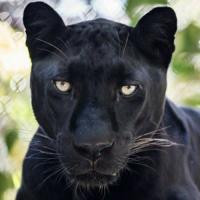 Sylvie Fantuzzi