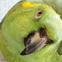 Albatros