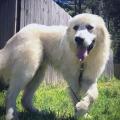 Great Pyrenees Best Dog Ever