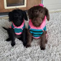 Wayne