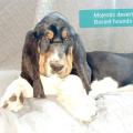 Basset hounds of North America