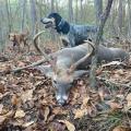 South Carolina deer dogging