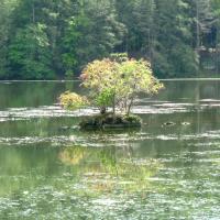 Bob Gesumaria