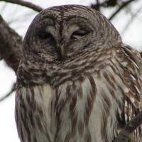 Bob Brown