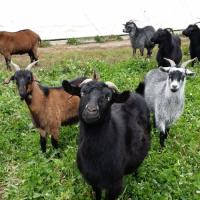 Cashmere Farmer