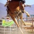 Rodeo & Barrel Racing