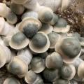 Active Mushroom Cultivation