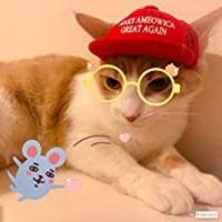 ??Kats4Trump??