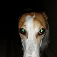 Lenora