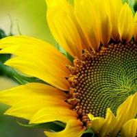 Justine Flowers