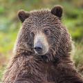 Mama Bear