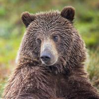 Mama Bear