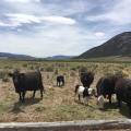 Western U S  Miniature Cattle