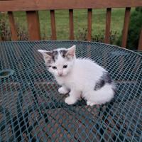 Bill and Linda Hursh