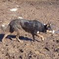 Border Collies For Work