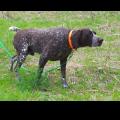 GERMAN SHORTHAIRED POINTERS