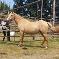 Kimberly teal
