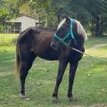 Homeward Horse & Hound of Mississippi