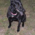 Lucy