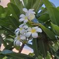 Jean Henders